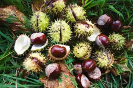 Prodej Koňský Kaštan (Horse Chestnut) ve velkém od výrobce za nejlepší ceny