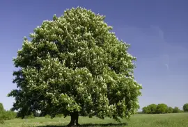 Prodej Koňský Kaštan (Horse Chestnut) ve velkém od výrobce za nejlepší ceny