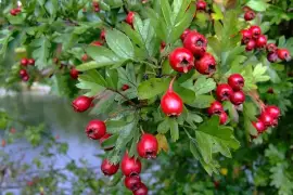 Prodej Plody Hlohu (Hawthorn Fruits) ve velkém od výrobce za nejlepší ceny