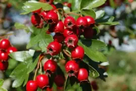 Prodej Plody Hlohu (Hawthorn Fruits) ve velkém od výrobce za nejlepší ceny