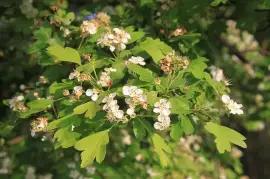 Prodej Jitrocel Tráva (Plantain Herb) ve velkém od výrobce za nejlepší ceny