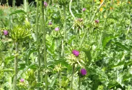 Prodej List Ostropestřce Mariánského (Milk Thistle Herb) ve velkém od výrob