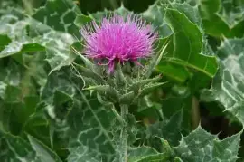 Prodej List Ostropestřce Mariánského (Milk Thistle Herb) ve velkém od výrob