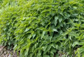 Prodej Semena Kopřivy (Nettle Seeds) ve velkém od výrobce za nejlepší ceny