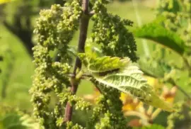 Prodej Semena Kopřivy (Nettle Seeds) ve velkém od výrobce za nejlepší ceny