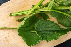 Prodej List Kopřivy (Nettle Leaf) ve velkém od výrobce za nejlepší ceny