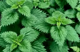 Prodej List Kopřivy (Nettle Leaf) ve velkém od výrobce za nejlepší ceny