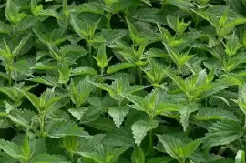 Prodej Kořen Kopřivy (Nettle Root) ve velkém od výrobce za nejlepší ceny