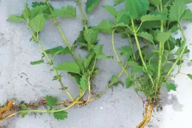 Prodej Kořen Kopřivy (Nettle Root) ve velkém od výrobce za nejlepší ceny