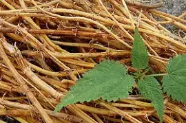 Prodej Kořen Kopřivy (Nettle Root) ve velkém od výrobce za nejlepší ceny