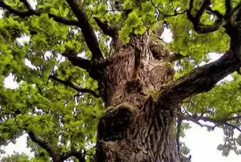 Prodej Dubová Kůra (Oak Bark) ve velkém od výrobce za nejlepší ceny