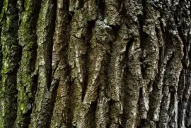 Prodej Dubová Kůra (Oak Bark) ve velkém od výrobce za nejlepší ceny