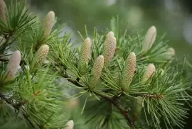 Prodej Borovicové Pupeny (Pine Buds) ve velkém od výrobce za nejlepší ceny