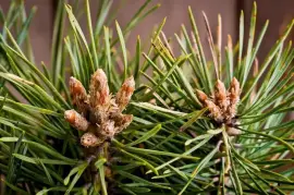 Prodej Borovicové Pupeny (Pine Buds) ve velkém od výrobce za nejlepší ceny