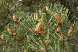 Prodej Borovicové Pupeny (Pine Buds) ve velkém od výrobce za nejlepší ceny