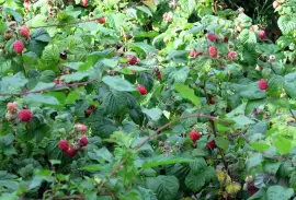 Prodej Malinový List (Raspberry Leaf) ve velkém od výrobce za nejlepší ceny