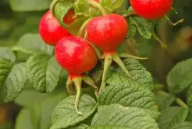 Prodej Šípkové Plody (Rosehip Fruit) ve velkém od výrobce za nejlepší ceny