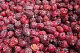 Prodej Šípkové Plody (Rosehip Fruit) ve velkém od výrobce za nejlepší ceny