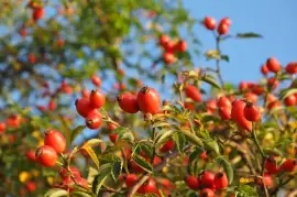 Prodej Šípkové Plody (Rosehip Fruit) ve velkém od výrobce za nejlepší ceny