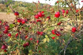 Prodej Šípkové Plody (Rosehip Fruit) ve velkém od výrobce za nejlepší ceny