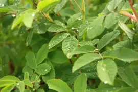 Prodej Šípkový List (Rosehip Leaf) ve velkém od výrobce za nejlepší ceny