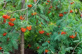 Prodej Jeřabiny (Rowan Berries) ve velkém od výrobce za nejlepší ceny