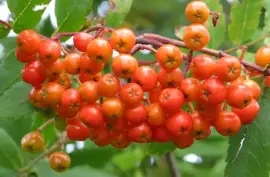 Prodej Jeřabiny (Rowan Berries) ve velkém od výrobce za nejlepší ceny