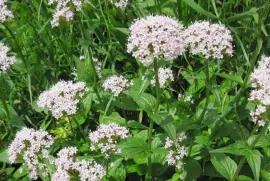 Prodej Kozlík Lékařský Kořen (Valerian Root) ve velkém od výrobce 