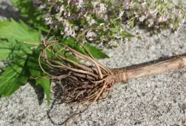 Prodej Kozlík Lékařský Kořen (Valerian Root) ve velkém od výrobce 