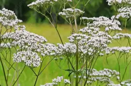 Prodej Kozlík Lékařský Kořen (Valerian Root) ve velkém od výrobce 