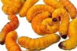 Premium Butterworms for Fish Bait and Trout Fishing at DougsBugz.com