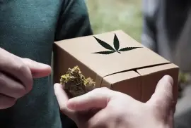 Cannabis Delivery in Nepean