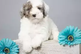 Mini Sheepadoodle Puppies for Sale
