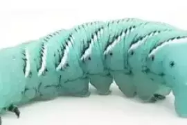 Nutritious Hornworms as Pet Food at DougsBugz.com 