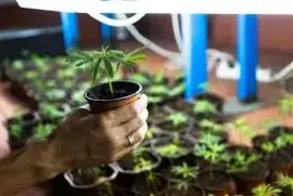 Marijuana Clones Online