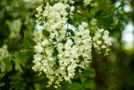 Verkauf von “Akacja kwiat (Acacia flowers)”