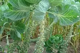 Grow Long Island Brussels Sprouts for Your Garden